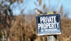 Bird Mocking Sign